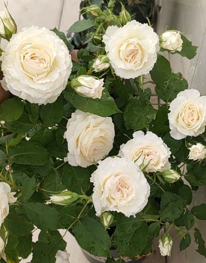Ice cream terrazza juicy splash rose