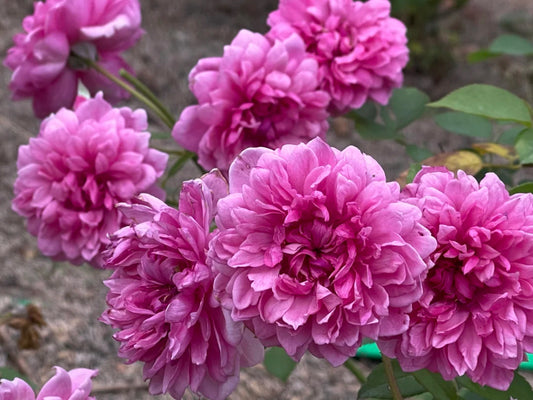 David Austin Sister Elizabeth