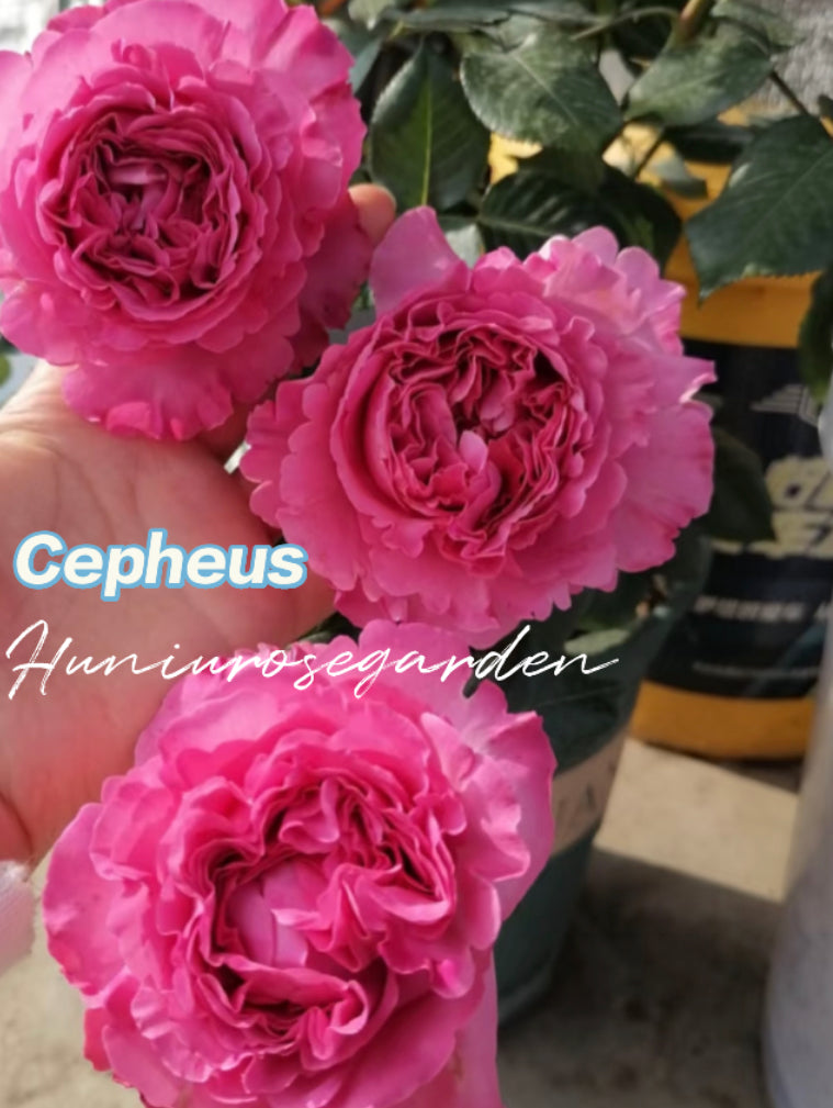Meiland Cepheus strong fragrance very big flowers