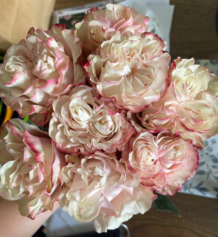 Country Candy cutting rose