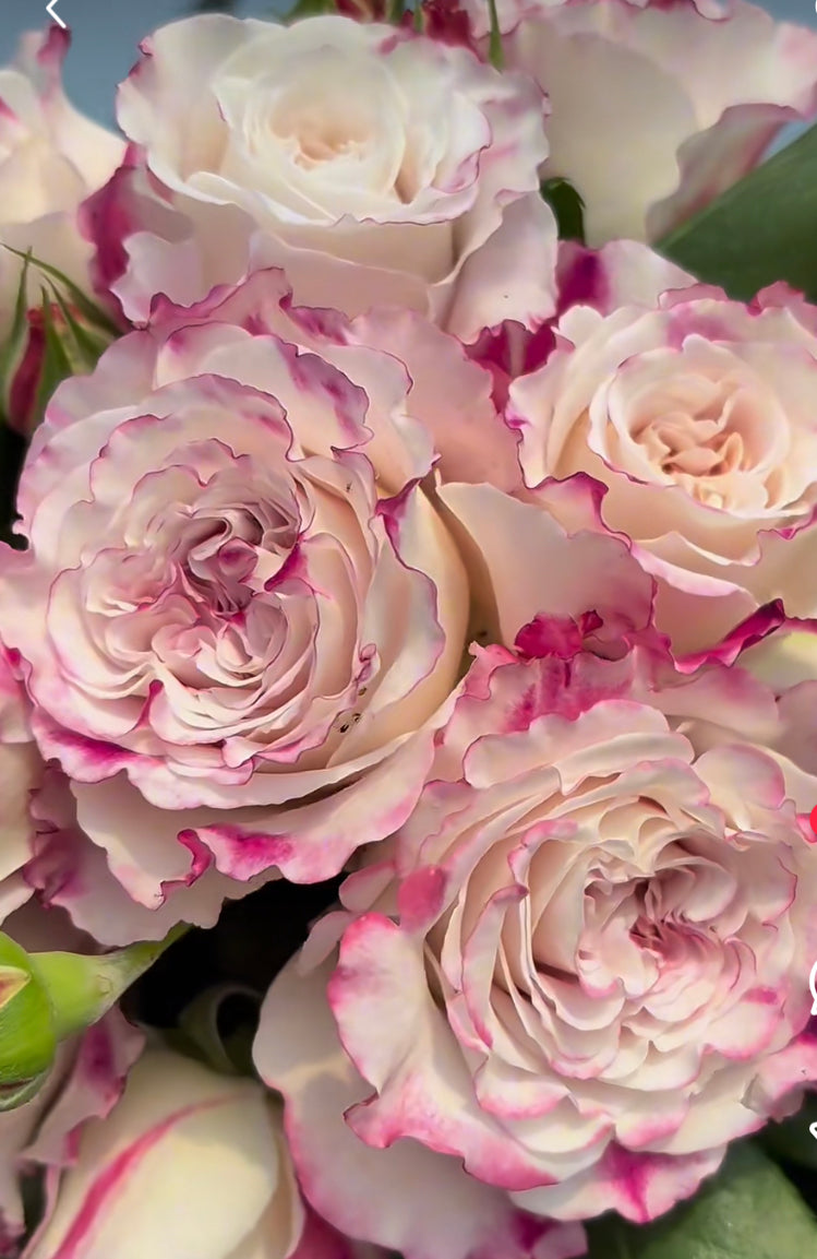 Bella linda fairy nice cutting rose
