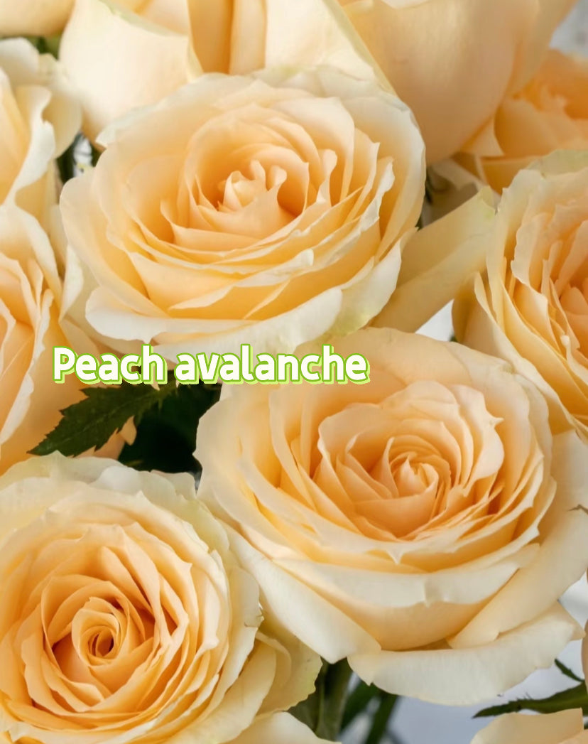 Peach avalanche northland cutting rose