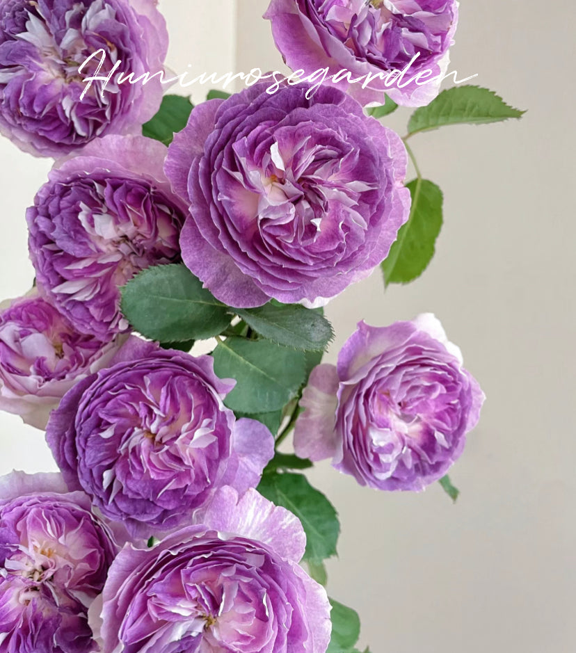 Blue moonstone Japanese rose