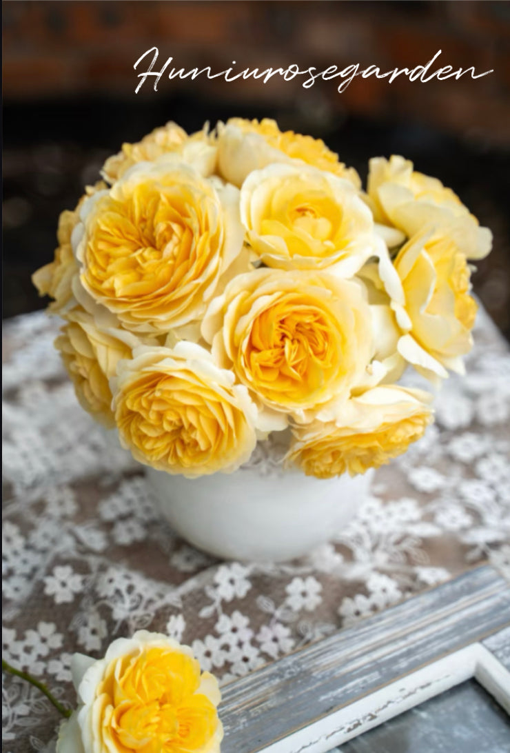 Goose yellow Asia rose