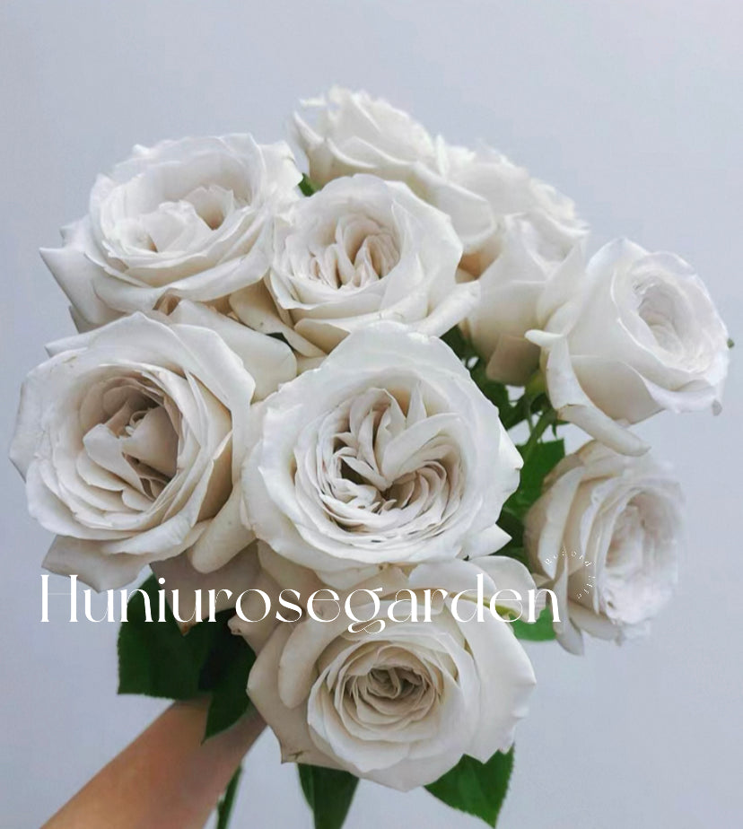 Silver linling cutting rose