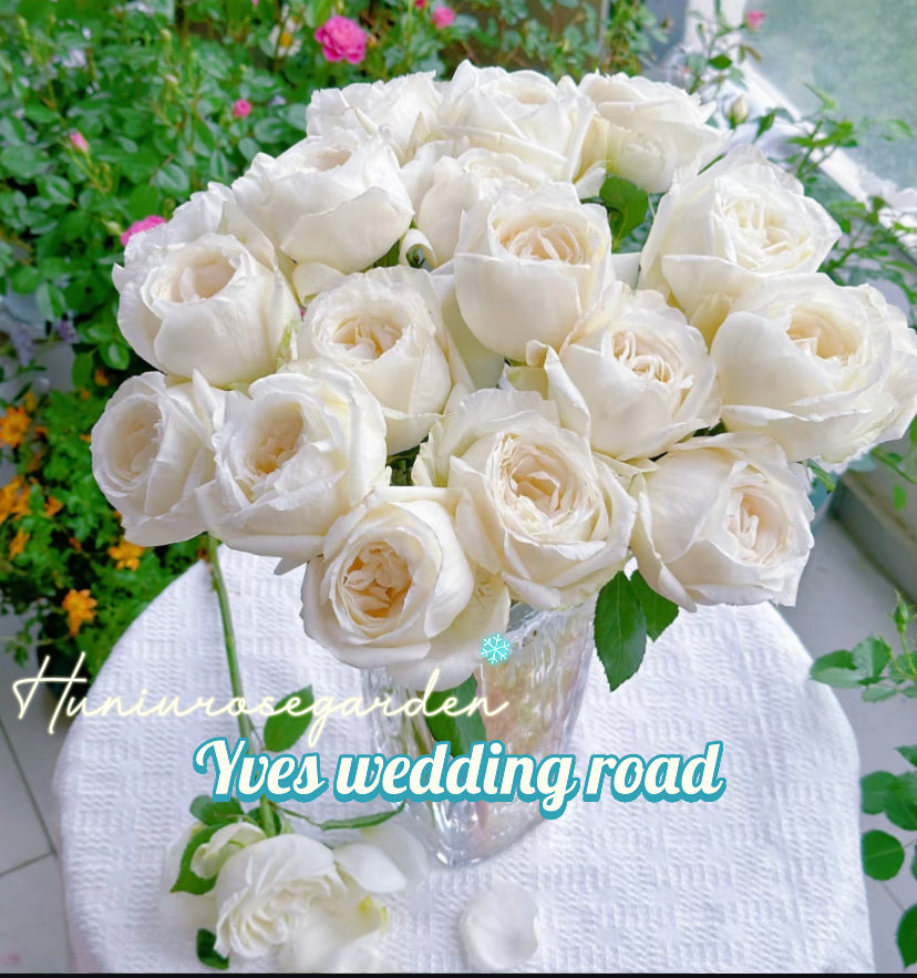 Yves wedding road cutting rose
