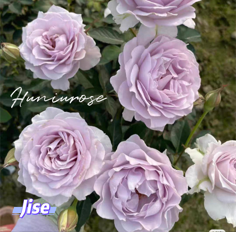 Jise Asia rose