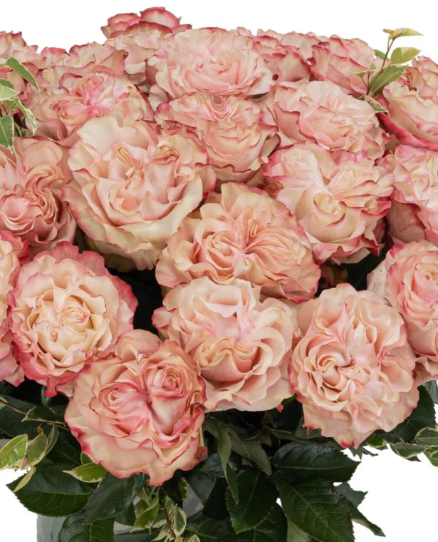 Country Candy cutting rose