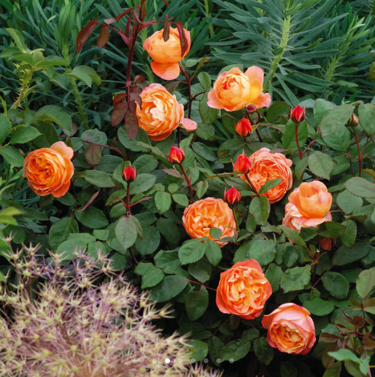 English rose  plant Lady Emma Hamilton