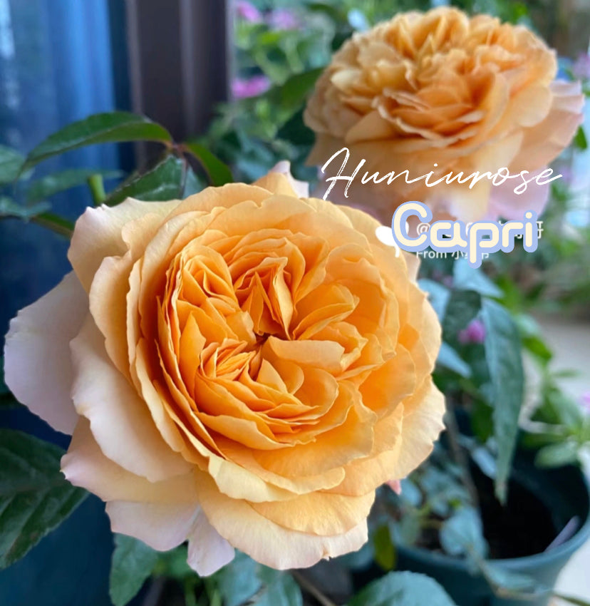 Capri Germany Tantau rose