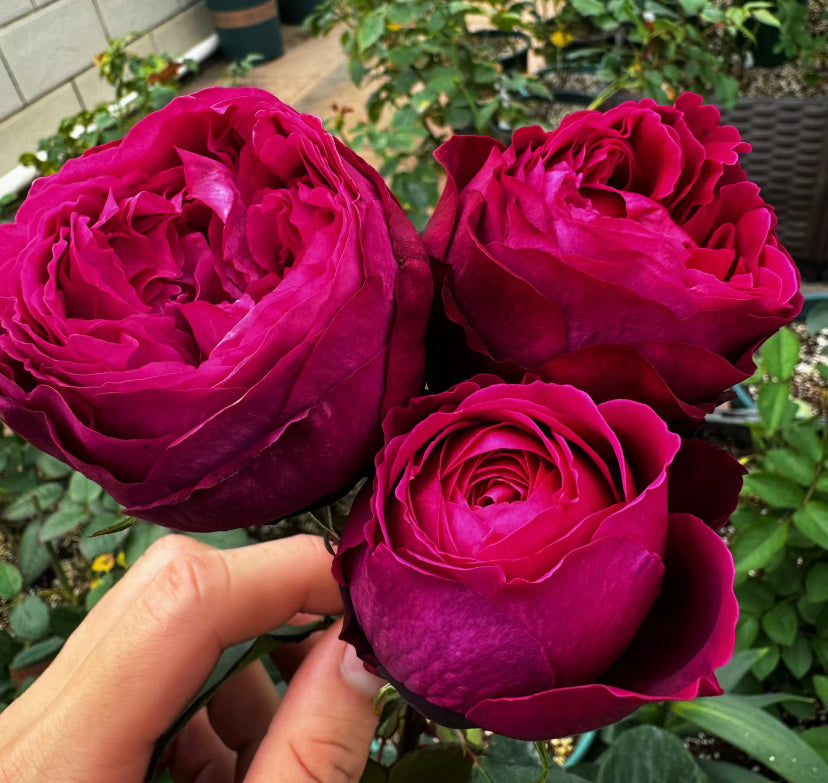 Wedding cutting Rose Darcey
