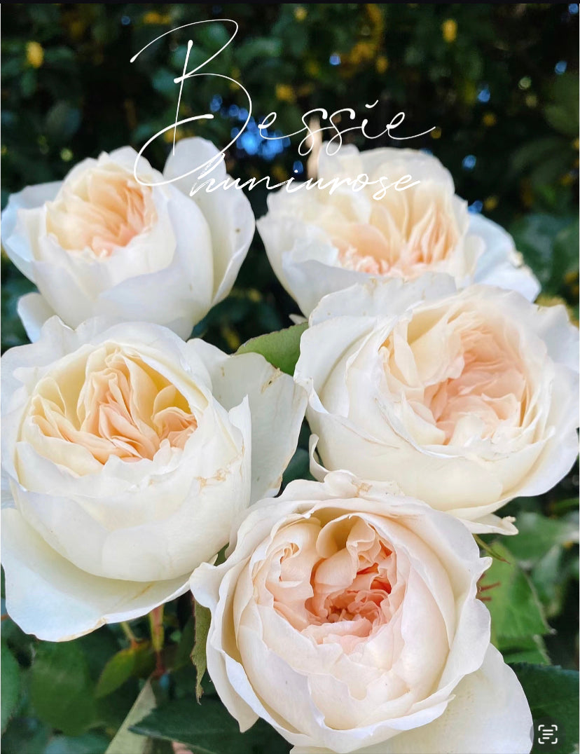 Wedding cutting rose Bessie DA