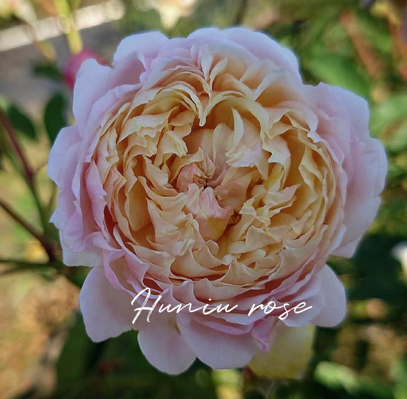 Millefiori Japanese 2024 very new rose