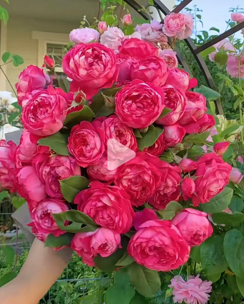 David Austin rose Benjamin Britten