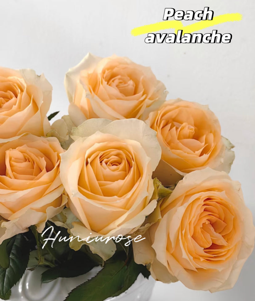 Peach avalanche northland cutting rose