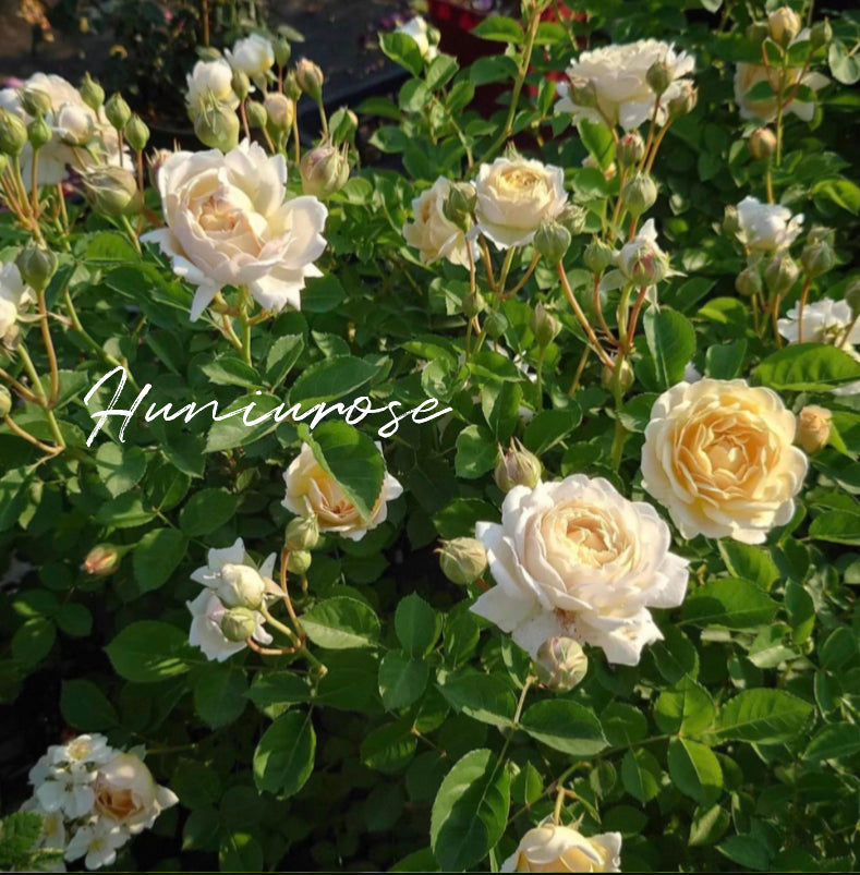 Millefiori Japanese 2024 very new rose
