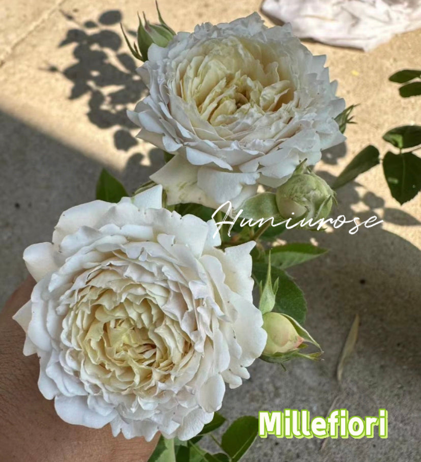 Millefiori Japanese 2024 very new rose