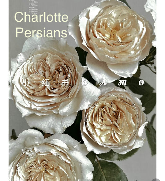 Charlotte perriand Japanese rose