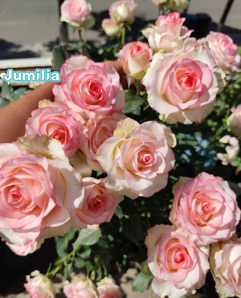 Jumilia cutting rose