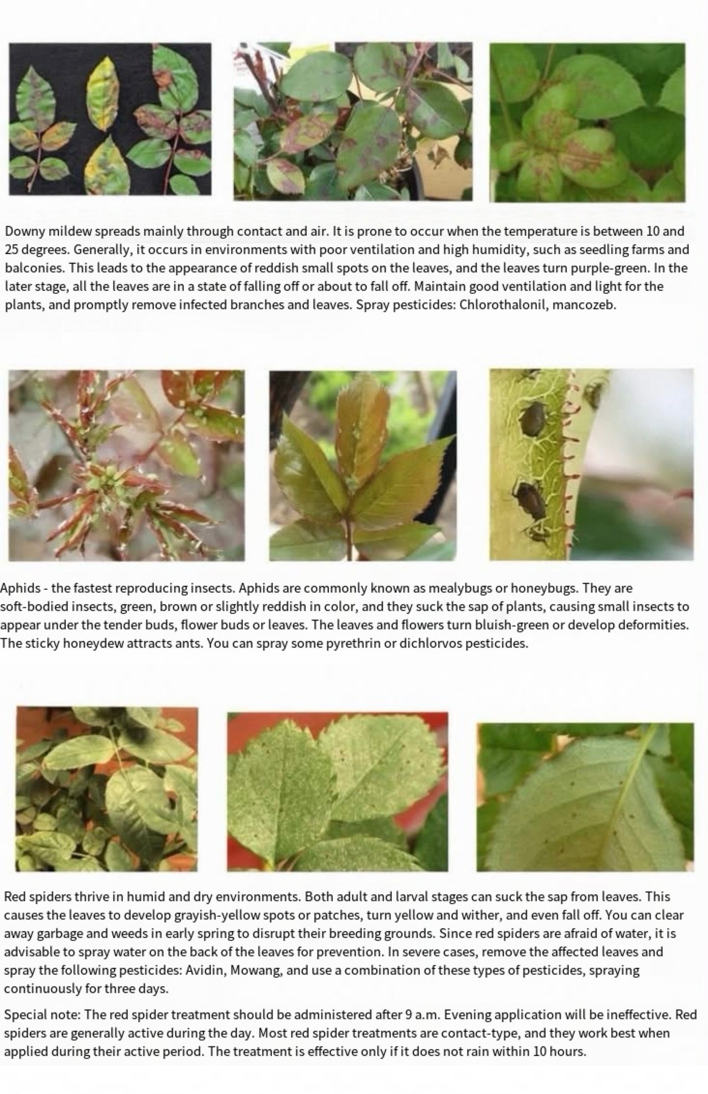 About rose disease and insect prevention