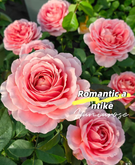 Romantic antike rose