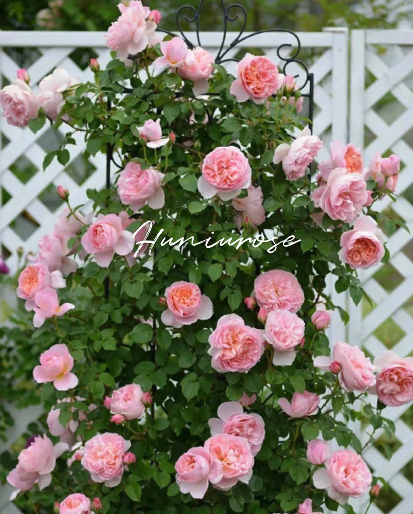 Dames de Chenonceau strong fragrance climbing rose