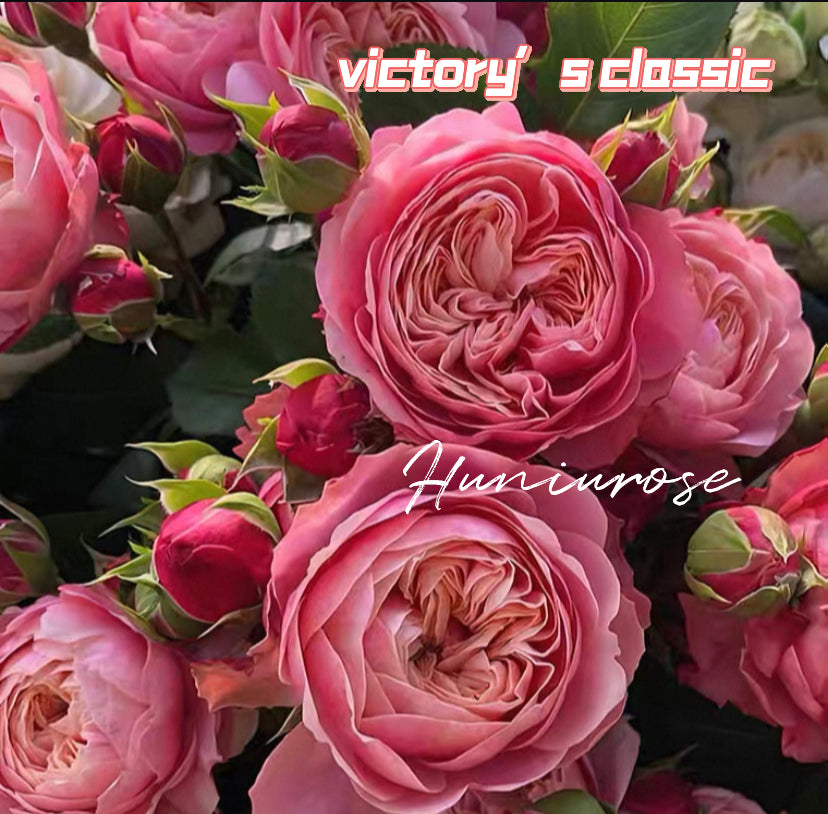 Victory’s classic cutting rose