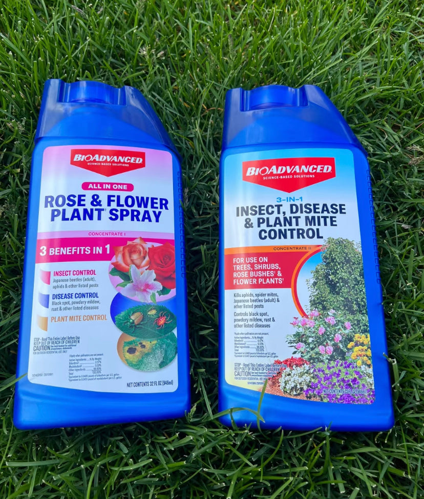 About rose disease and insect prevention