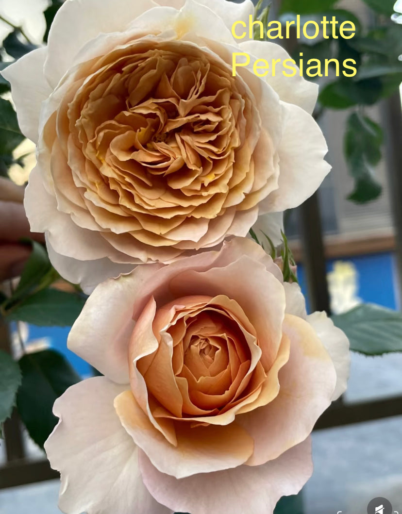 Charlotte perriand Japanese rose