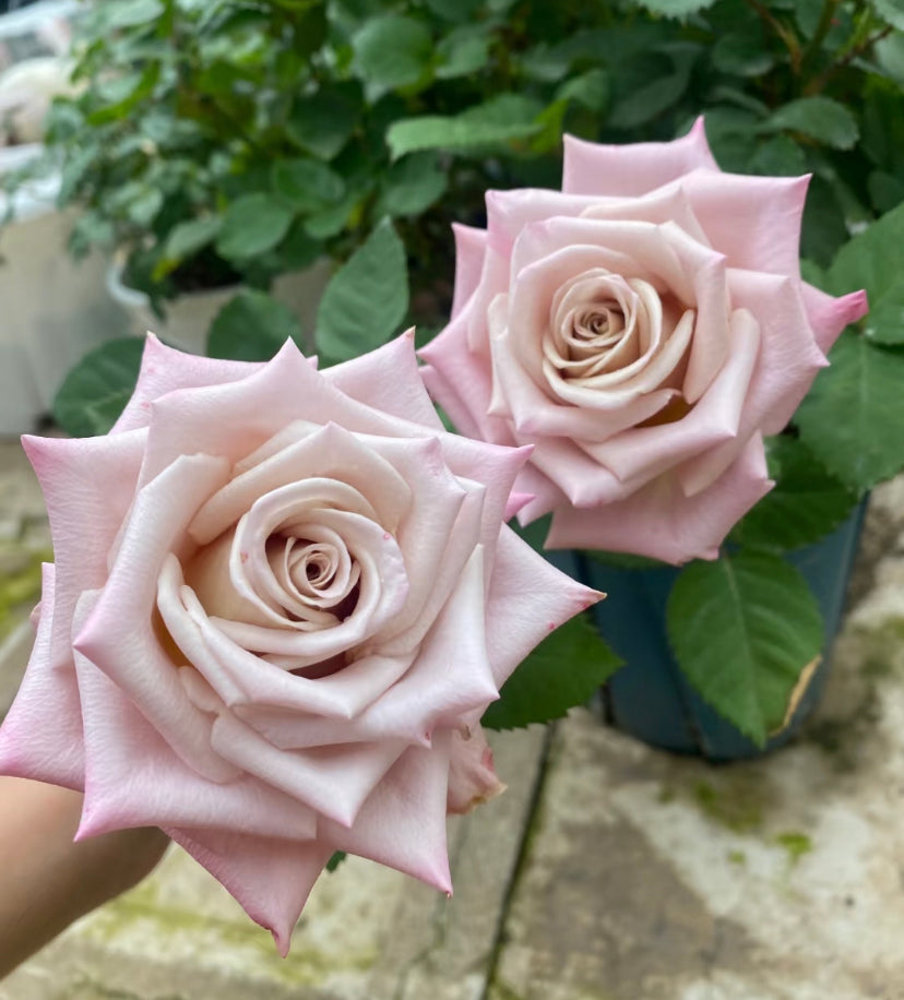 Menta cutting rose