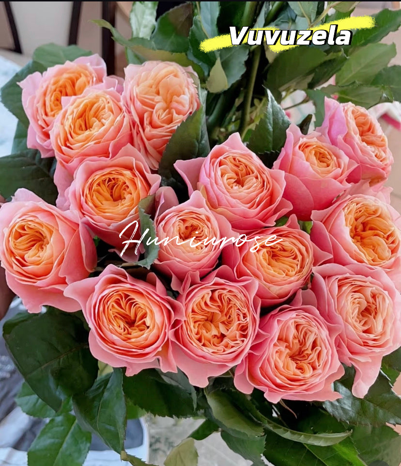 Vuvuzela cutting rose