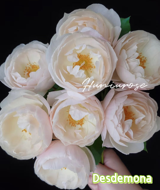 Desdemona David Austin rose