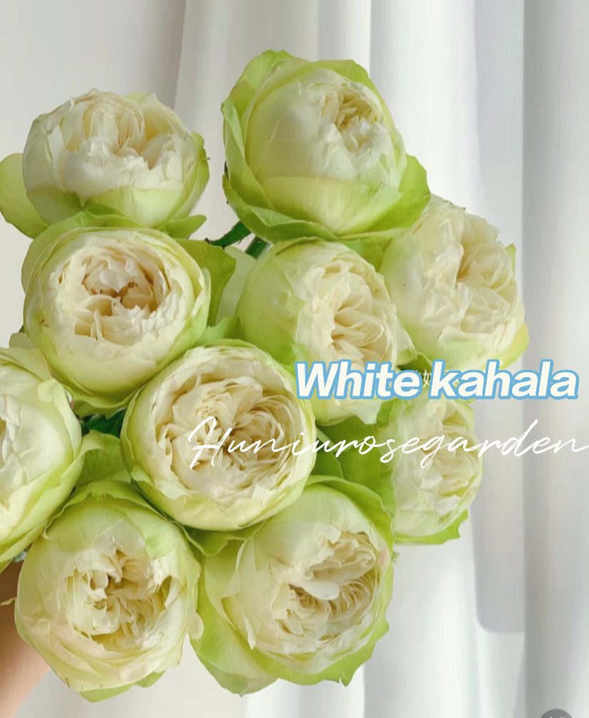 White kahala cutting rose