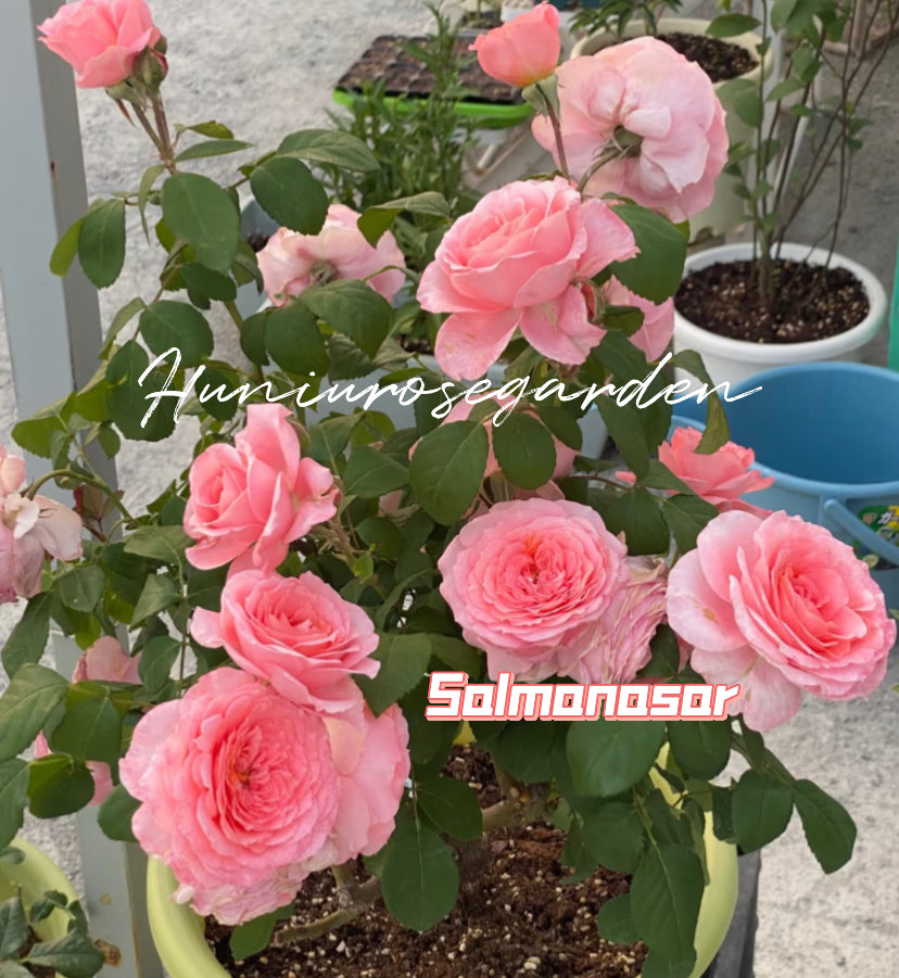 Salmansar French Meilland