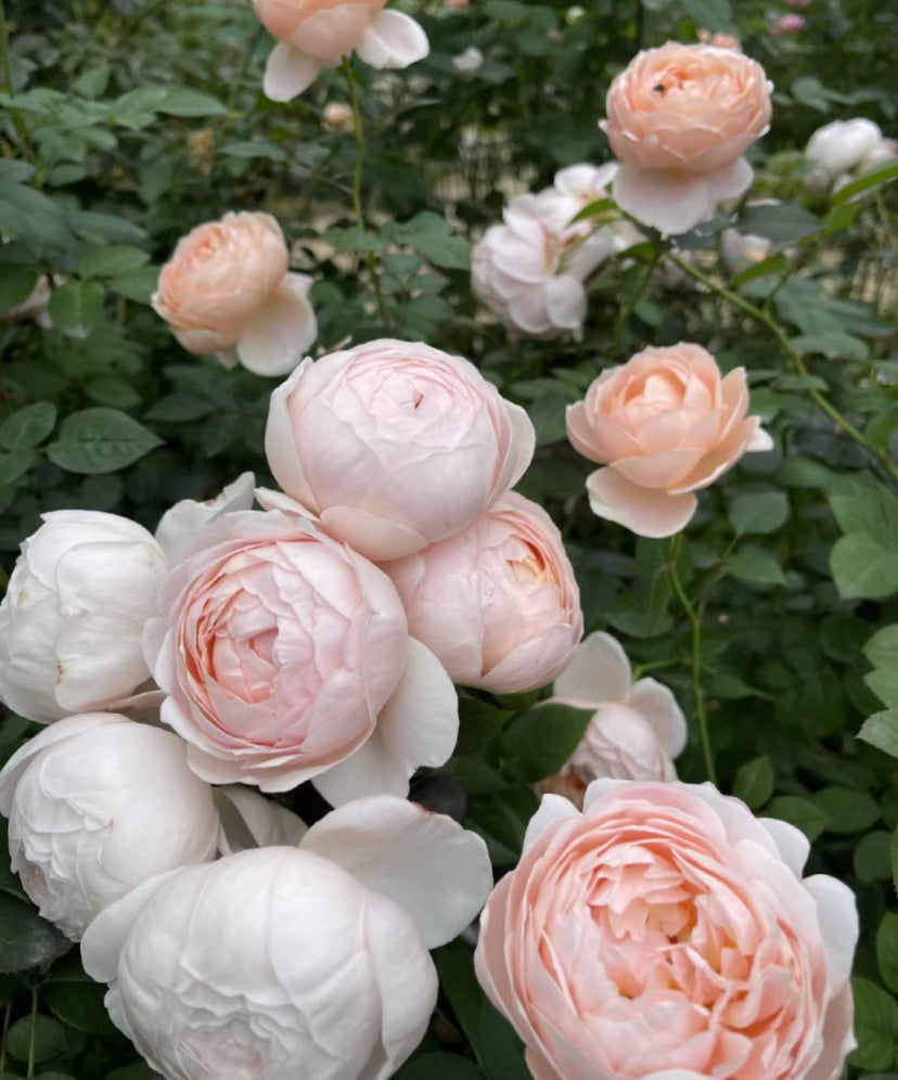 Ambridge Rose David Austin