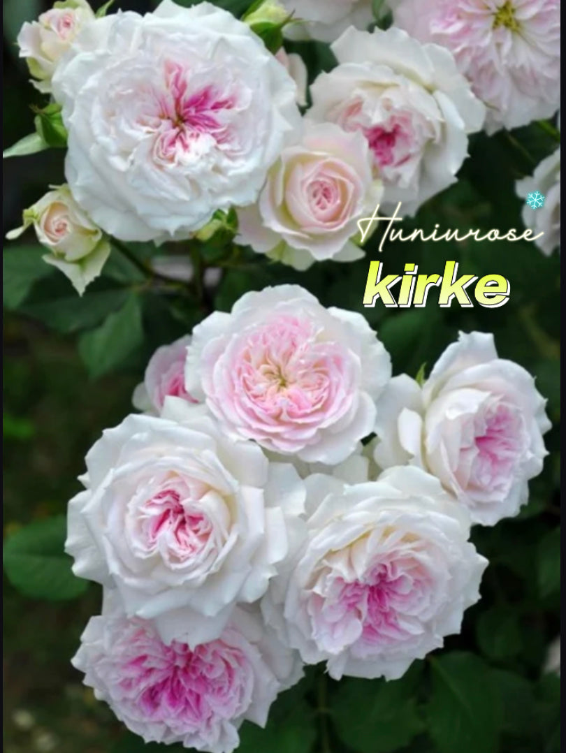 Kirke Japanese rose