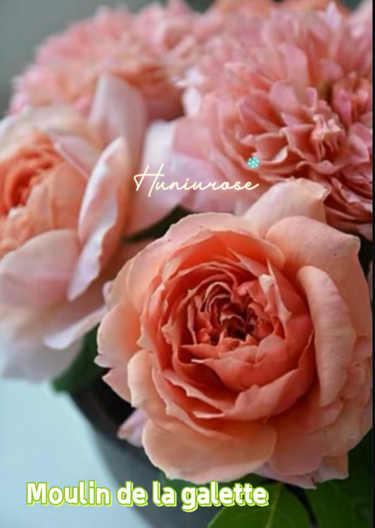 Moulin de la galette rose