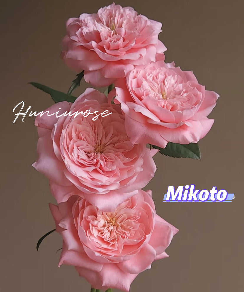 Mikoto Japanese cutting rose