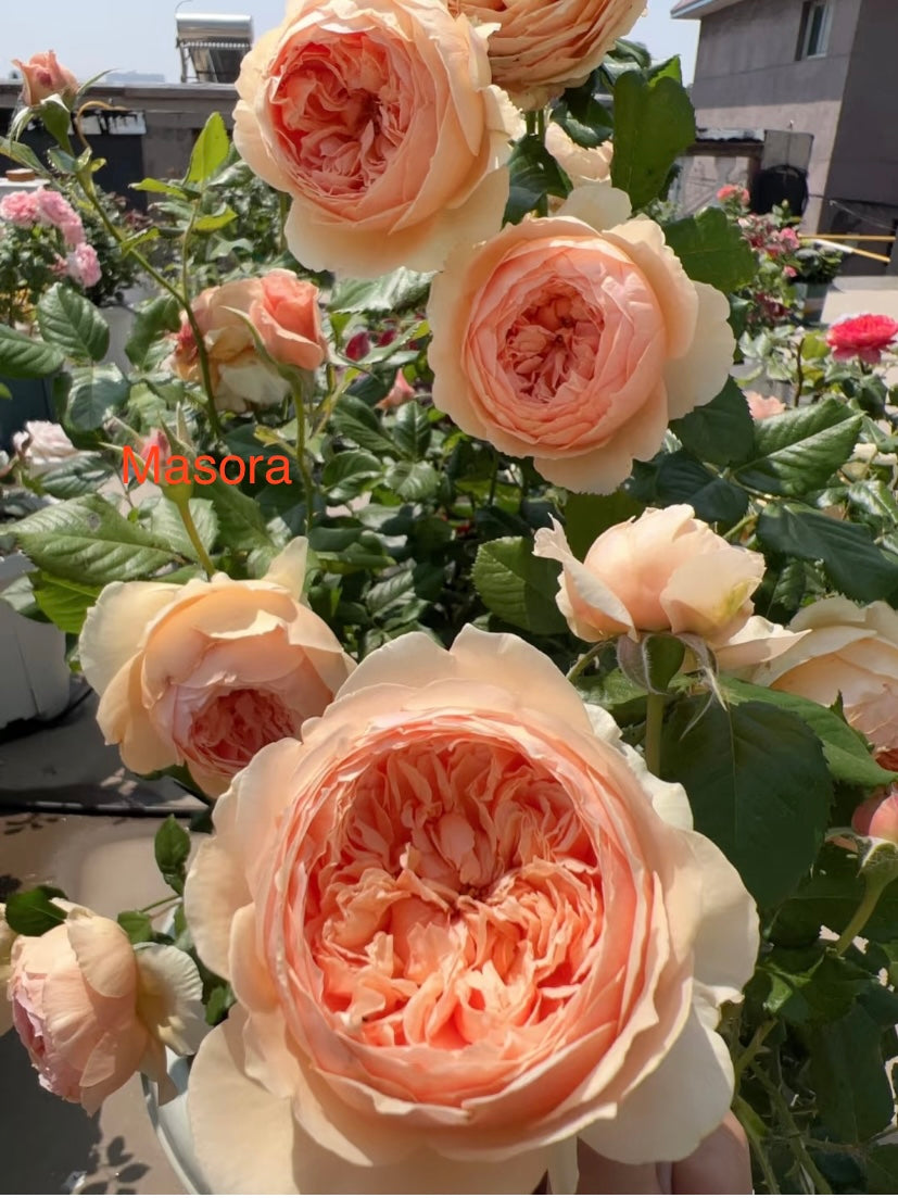 Sale! Japanese rose Masora, Mon Coeur – Huniu Rose Garden