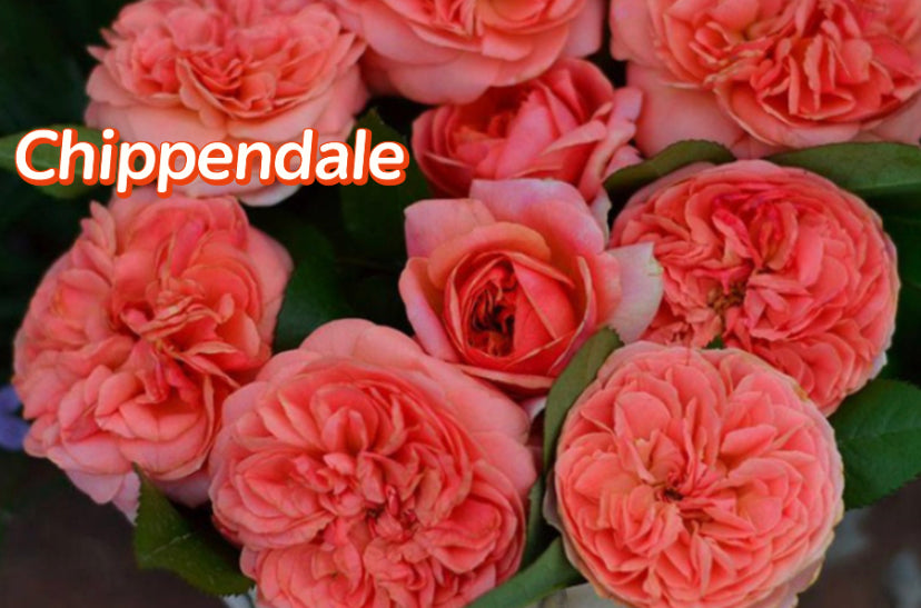 Chippendale Tantau Germany roses
