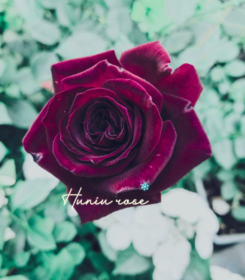 Black perfumella Milland rose