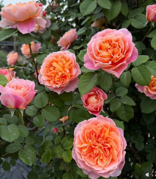 The impression big climbing rose