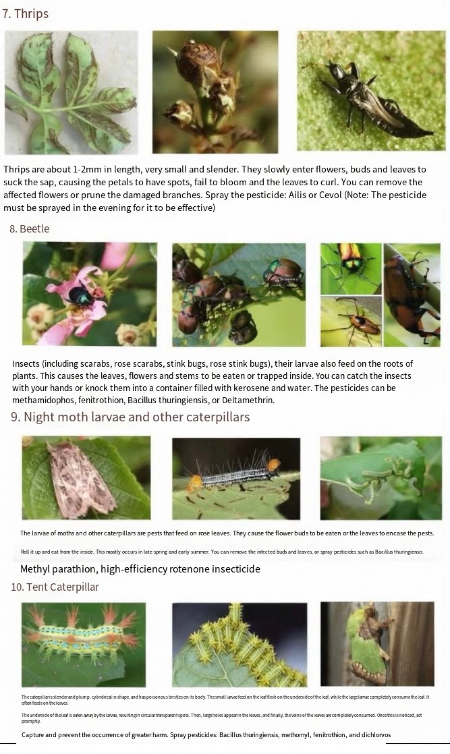 About rose disease and insect prevention