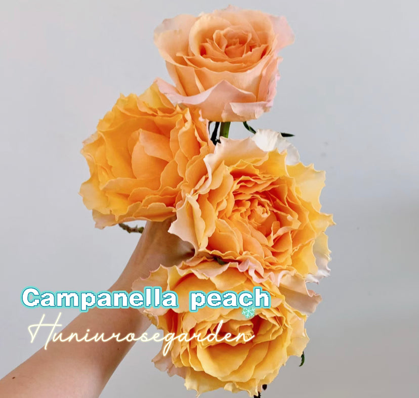 Campanella peach big cutting rose