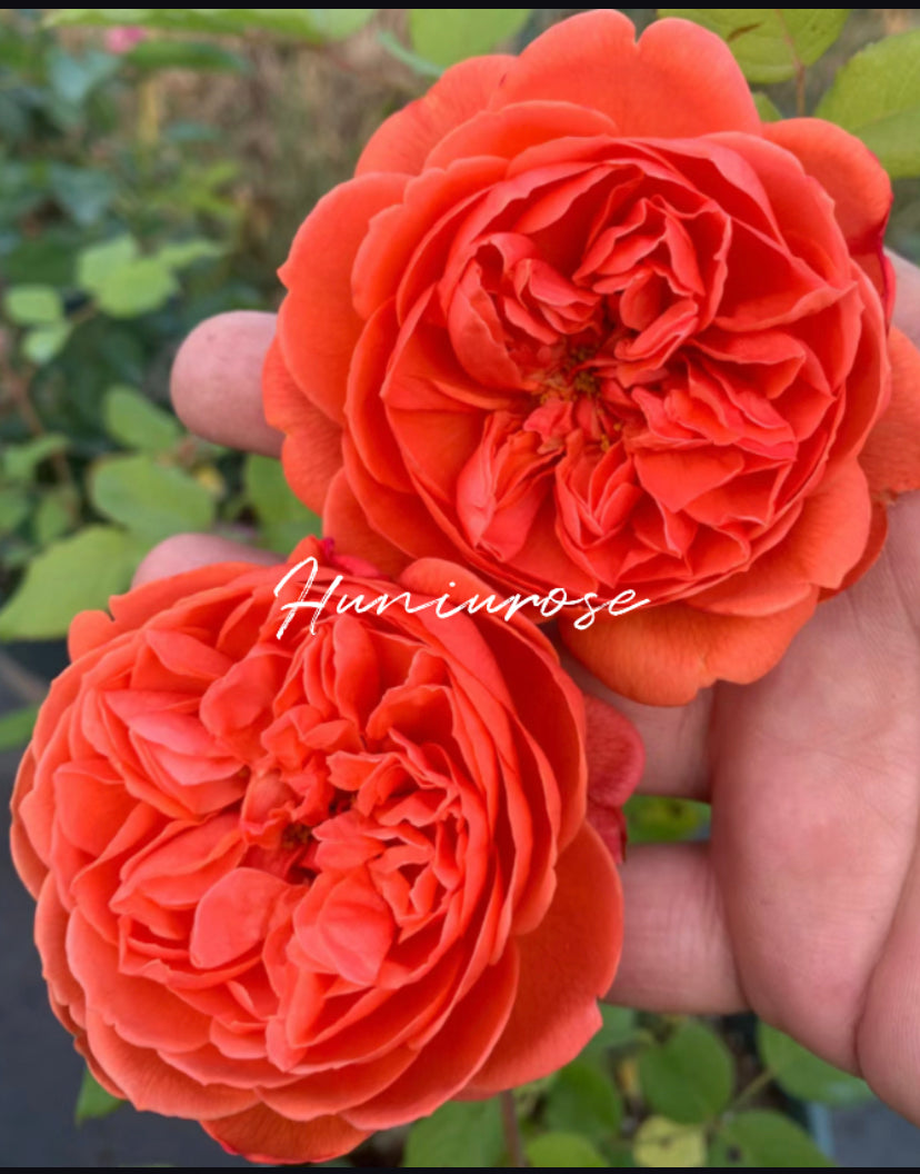 David Austin Summer Song rose in July