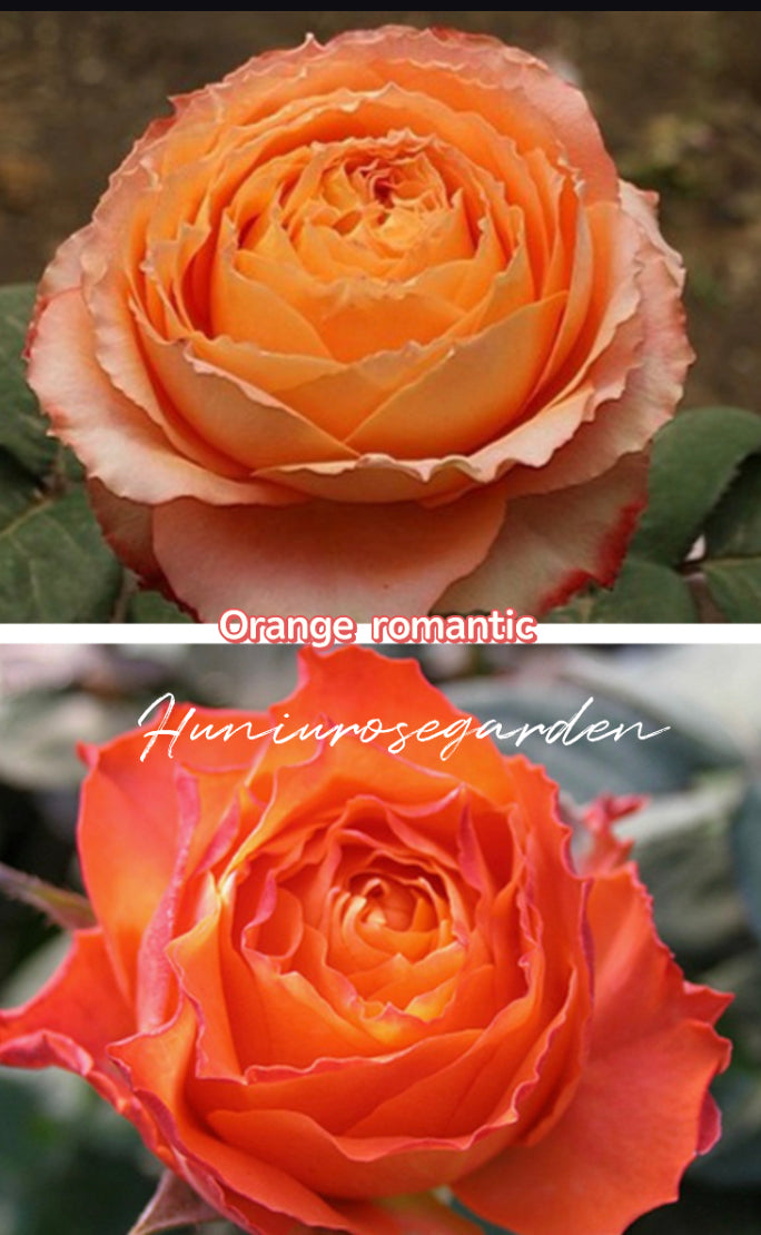Orange romantic
