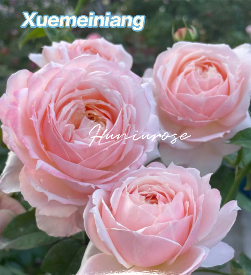 Asia new rose Xuemeiniang