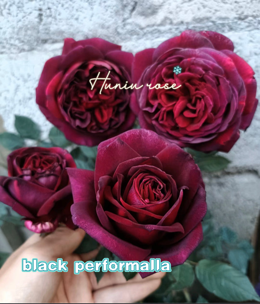 Black perfumella Milland rose