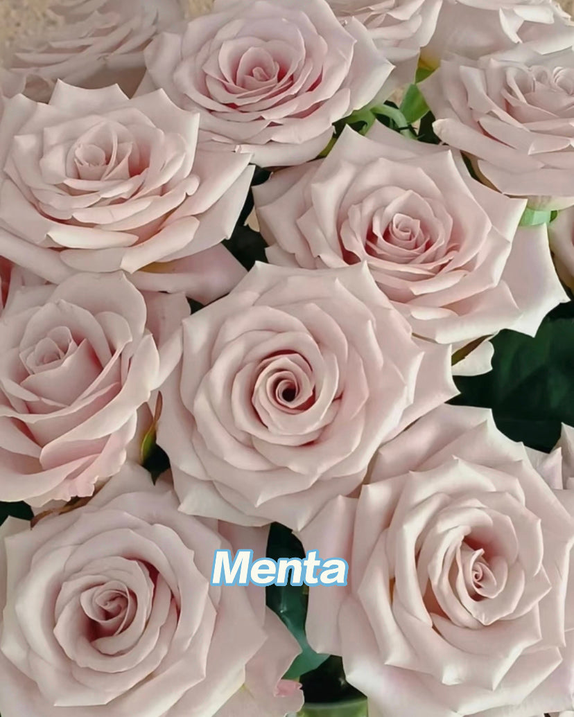 Menta cutting rose