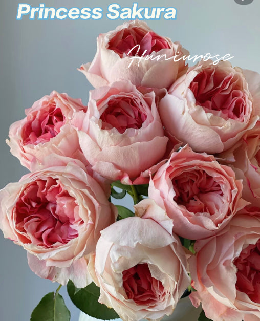 Princess Sakure Japanes rose